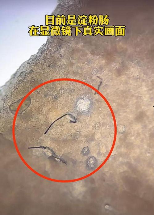 淀粉肠最新爆料图片,揭秘网红美食背后的真相  第2张