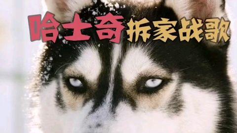 爆料二哈视频大全集免费观看,欢乐瞬间尽在掌握 第2张 爆料二哈视频大全集免费观看,欢乐瞬间尽在掌握 第2张