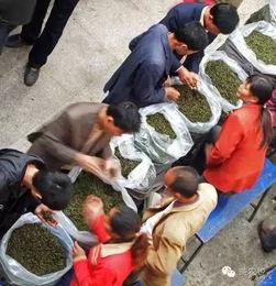 老汉爆料茶叶视频大全,茶叶视频大全揭秘茶叶世界 第2张 老汉爆料茶叶视频大全,茶叶视频大全揭秘茶叶世界 第2张