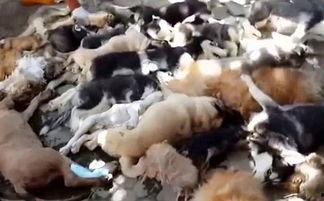 印尼巴厘岛爆料视频最新,揭秘神秘事件背后的真相 第3张 印尼巴厘岛爆料视频最新,揭秘神秘事件背后的真相 第3张