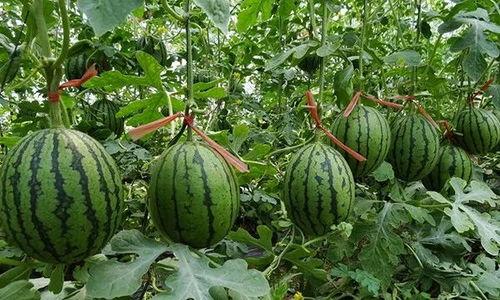 夏邑吃瓜最新事件爆料 第3张 夏邑吃瓜最新事件爆料 第3张