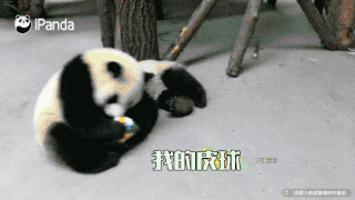网红爆料大熊猫视频大全,视频大全带你领略国宝风采  第2张