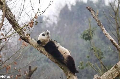 网红爆料大熊猫视频大全,视频大全带你领略国宝风采  第3张