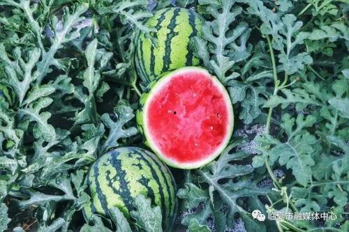 临夏网红吃瓜,揭秘当地美食背后的故事