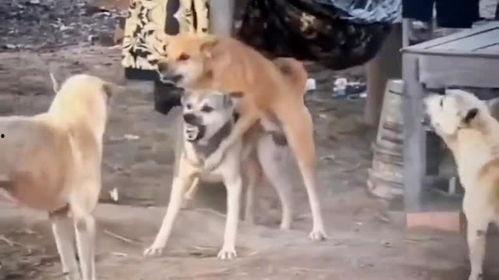 二狗爆料视频大全最新,揭秘娱乐圈幕后真相  第2张 二狗爆料视频大全最新,揭秘娱乐圈幕后真相  第2张