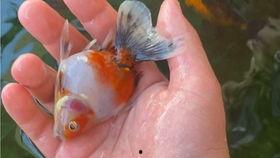 金鱼爆料视频大全最新版,最新版精彩内容大盘点  第2张