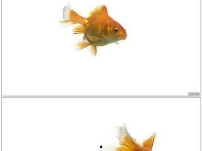 金鱼爆料视频大全最新版,最新版精彩内容大盘点  第3张