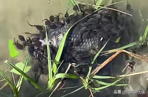 蝌蚪免费视频在线观看,蝌蚪免费视频，畅享无限学习之旅  第3张