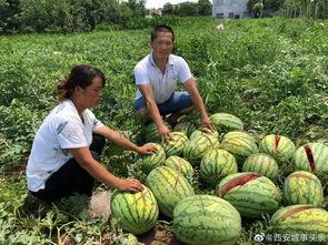 陇南康县网红吃瓜事件,一场网络狂欢背后的真相与反思  第3张