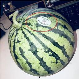 长沙网红吃瓜,揭秘城市美食新潮流