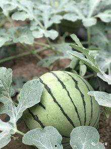 长沙网红吃瓜,揭秘城市美食新潮流  第2张