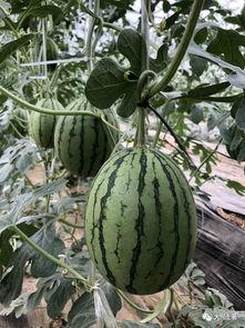 长沙网红吃瓜,揭秘城市美食新潮流  第3张