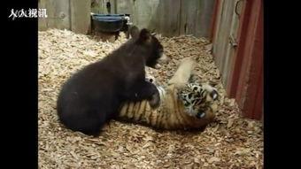 熊崽在线观看,萌宠成长记