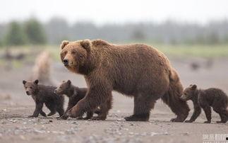 熊崽在线观看,萌宠成长记  第3张