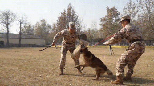 汪汪总队在线观看  第2张